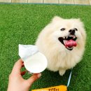 프로지스 이미지