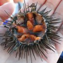 Sea urchin- Healthy food..! 이미지