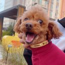 놀러왕왕왕 이미지