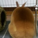 토희