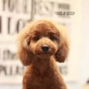 복돌이애견 이미지