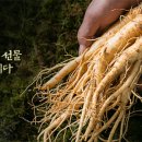 삼돌이인삼
