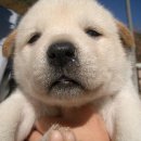 우리집 강아지 이미지