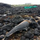 우도면사무소 이미지