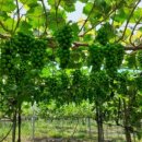 성실농장 이미지