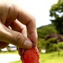 안심사슴농장 이미지