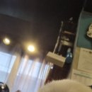 행복하개키울고양 이미지