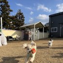 선사애견 이미지