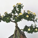 파주국화분재