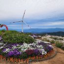 거창 감악산 아스타 국화꽃 축제 이미지