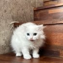 도그365 | 강아지분양 인천강아지분양 고양이분양 도그마루 품질 높은 입양서비스