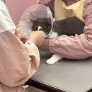 고양이무마취미용 냥지곤지 | 동에 번쩍 서에 번쩍 7월 일상 2탄