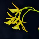 Southern Ontario Orchid Show 2026 B 이미지