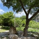 대촌관광농원 이미지