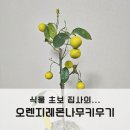 오렌지레몬나무키우기 아니 죽이기 노란 열매 후기