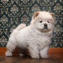 애견식단 이미지