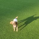 멍해피 애견유치원&호텔 이미지