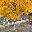 경상남도은행 본점 앞 | 창원 단풍 카페 찾는다면 여기! 하트은행나무명소 마산 자갈 커피