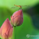 봉오리산업