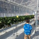 카사데인제 | 한 번에｜베리신남딸기 바베큐장과 딸기체험 솔직 후기, 밥 먹고 딸기 따는 코스｜아이 체력 고려한...