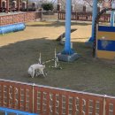 진도개테마파크 ( Dog스포츠(평일)어울마당) 이미지