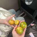 내면농협 제1농산물산지유통센터 | NH콕서포터즈 4기 하계 워크숍 제주도 in JEJU 2박 3일 2일 차 3일 차 후기
