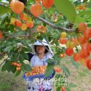 이현진농장 이미지