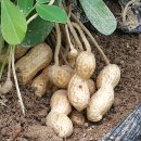 축복농장 | [여주땅콩 땅콩] 고객님의문자 "양도 넉넉히 땅콩도 최고" 여주 큰집농장의 행복 소통 비결