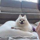 세림동물병원 | [산이] 갑작스런 강아지 고관절 탈구 수술 ft.세림동물병원
