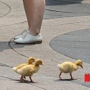 명동오리 이미지