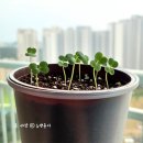 관수 | 다이소 식물 키우기 키트 종류, 루꼴라 키우기 저면관수 후기