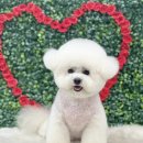 알콩달콩 애견샵 이미지