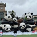 씨유 용인타운점 | 에버랜드 토요일 오픈런 루이바오 후이바오 바오패밀리 보고 온 후기