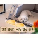 율곡식자재마트 | 강릉 펜션 추천! 강릉 댕댕이 애견 펜션 블루 반려견 맞춤 힐링 공간