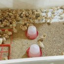 참사랑농장 이미지