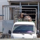 제주축산농협 축산물공판장 이미지