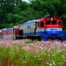 코스모스여화 이미지