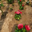 상정1구 이미지