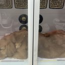 멍멍하개 이미지