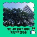 도곡2동주민센터 | 대형 나무 벌목 가지치기 및 전지작업 전문