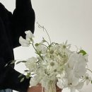 네일라피네
