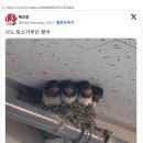 제비
