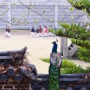 희원 이미지