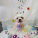 늘이쁘개 이미지