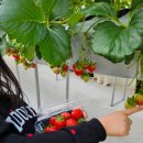 건너농장 | 인천 딸기의 하루 | 아이와 즐길 거리 가득한 딸기따기 체험 농장