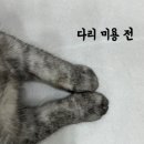 부산고양이미용&호텔 무냥무냥 대연점 이미지