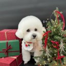 디어뚜뚜 이미지