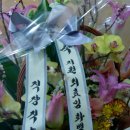 나무갤러리 Daum카페