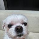 오늘도, 이쁘개 | 신도림 애견미용 모든 강아지 케어 가능한 신도 이쁘개