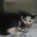 공덕 건강한 동물병원 이미지